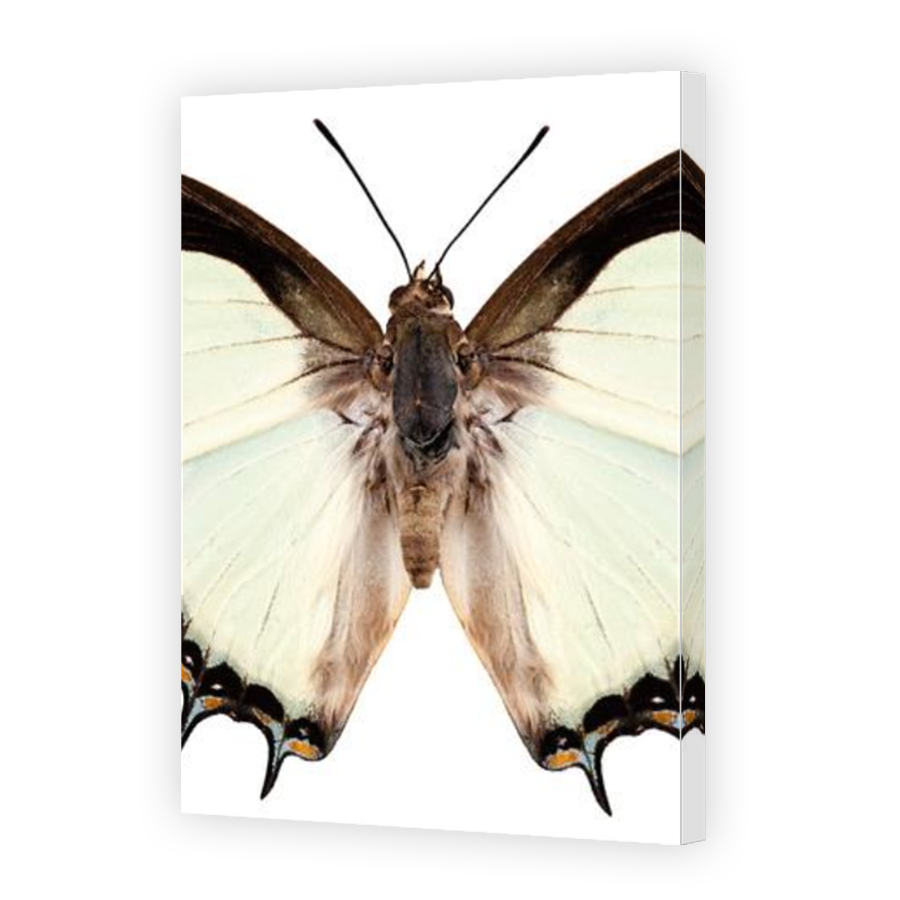 Thumbnail for Canvas - Mirror Image Canvas Wrap