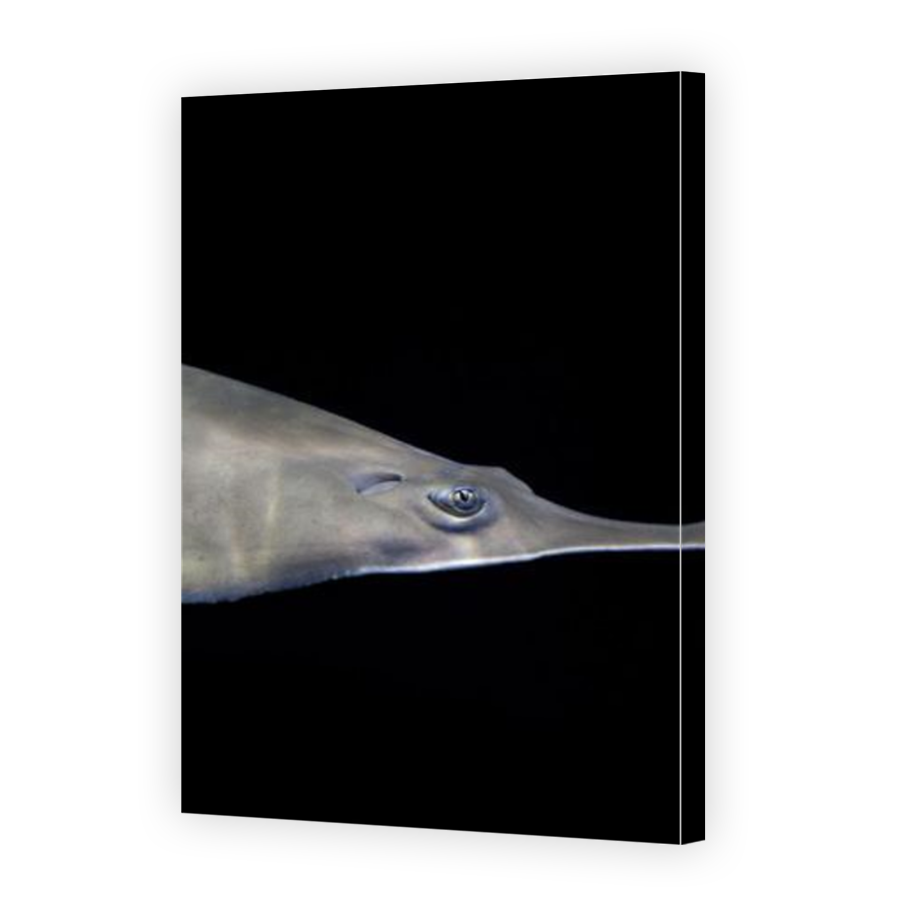 Thumbnail for Canvas - Mirror Image Canvas Wrap
