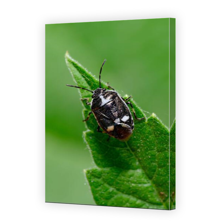 Thumbnail for Canvas - Mirror Image Canvas Wrap