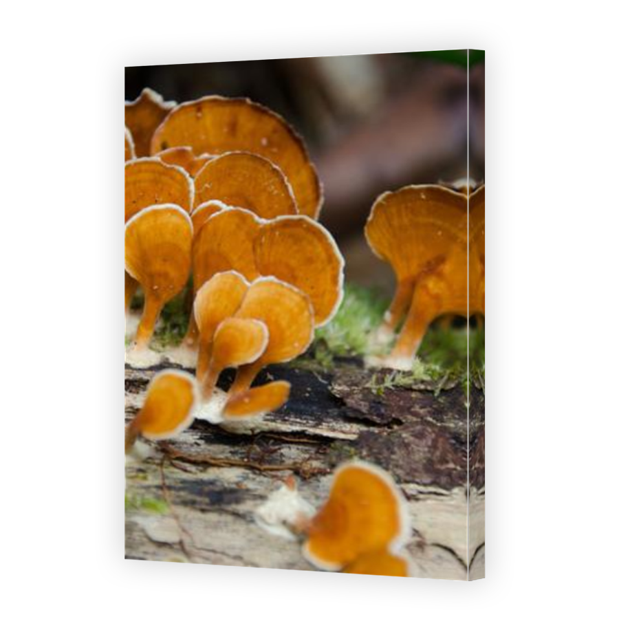 Thumbnail for Canvas - Mirror Image Canvas Wrap