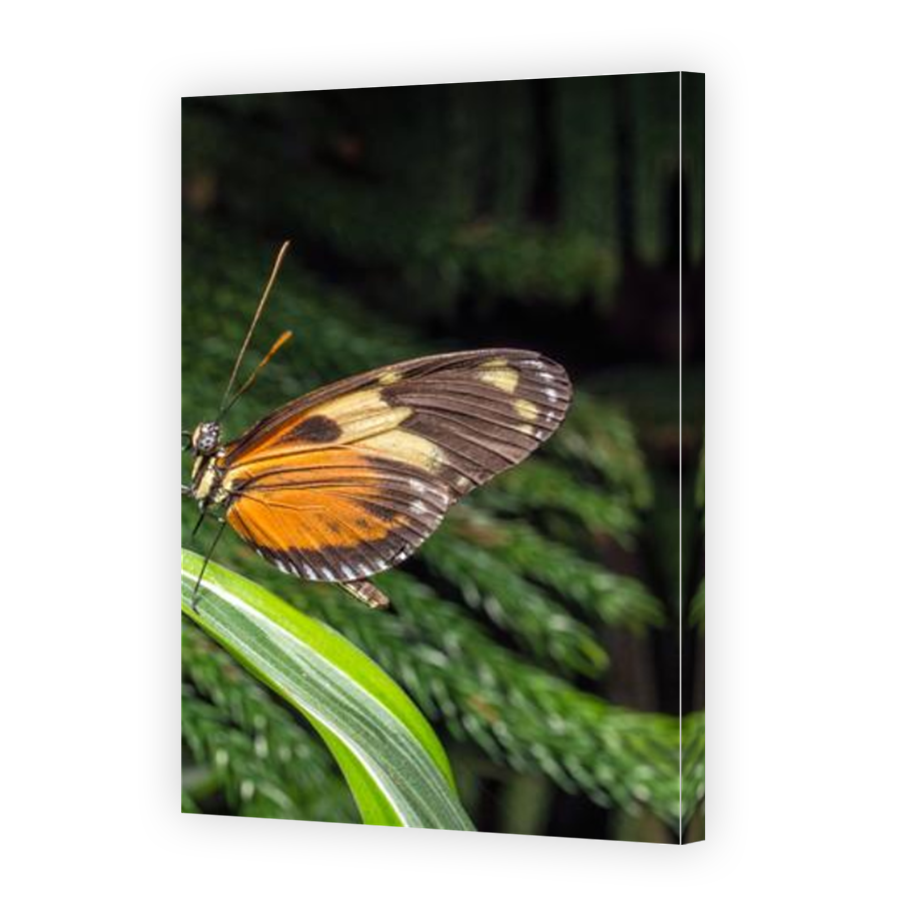 Thumbnail for Canvas - Mirror Image Canvas Wrap