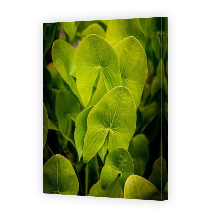 Thumbnail for Canvas - Mirror Image Canvas Wrap