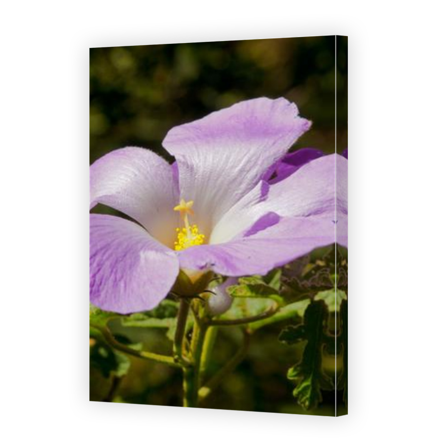 Thumbnail for Canvas - Mirror Image Canvas Wrap