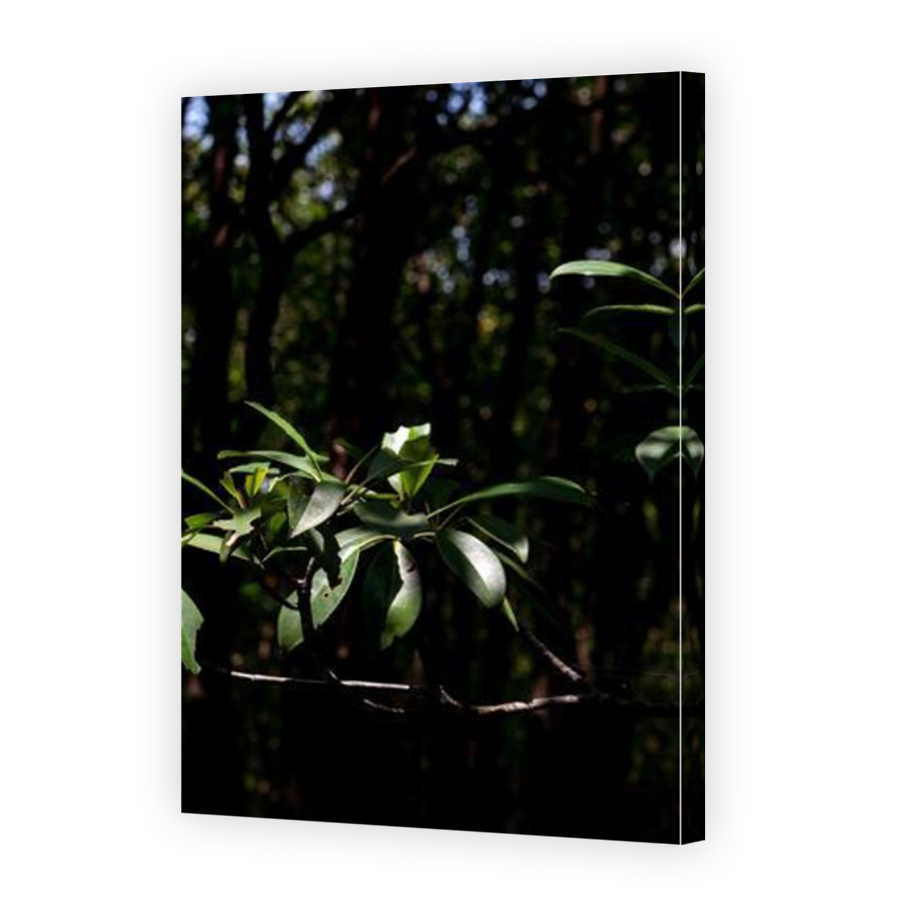 Thumbnail for Canvas - Mirror Image Canvas Wrap