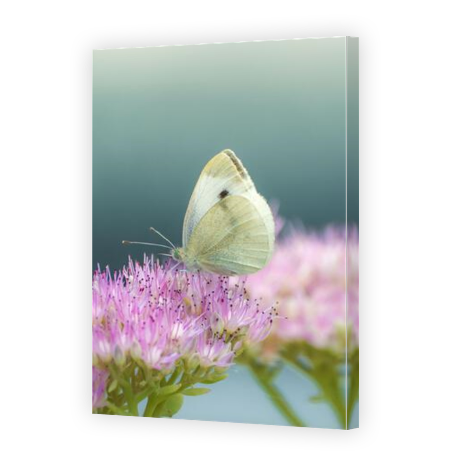 Thumbnail for Canvas - Mirror Image Canvas Wrap