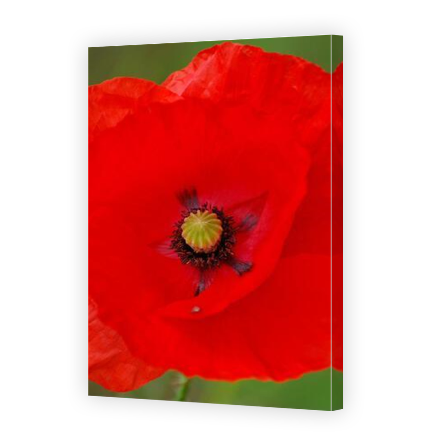 Thumbnail for Canvas - Mirror Image Canvas Wrap