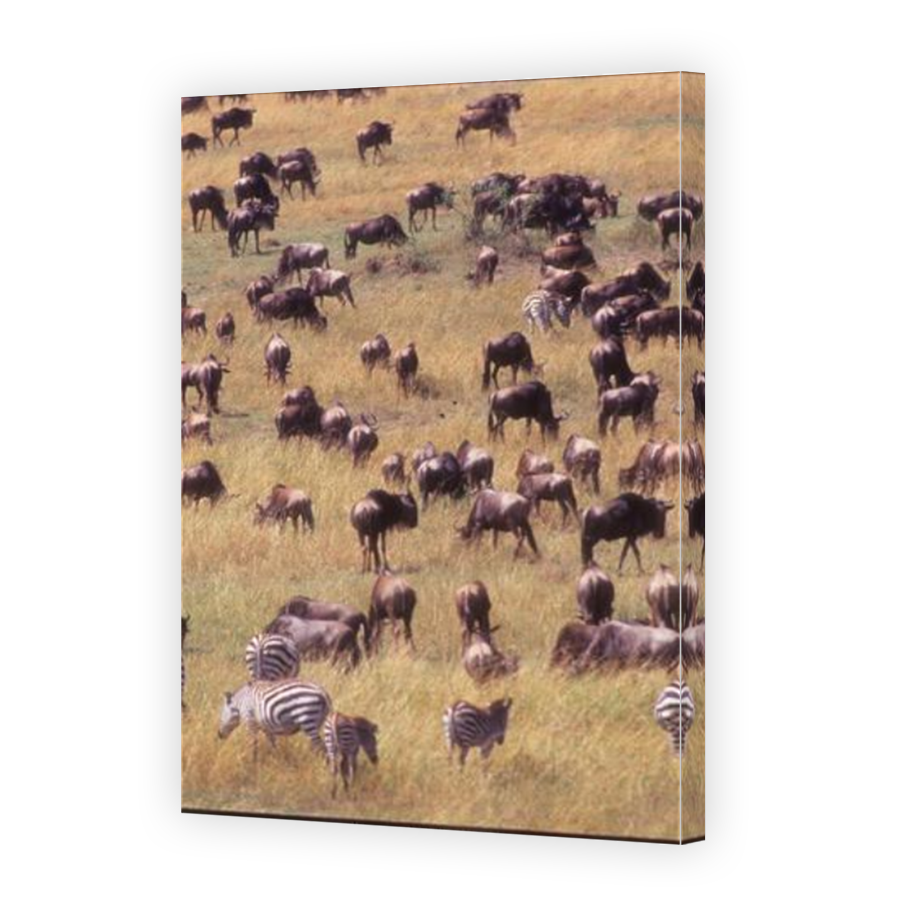 Thumbnail for Canvas - Mirror Image Canvas Wrap