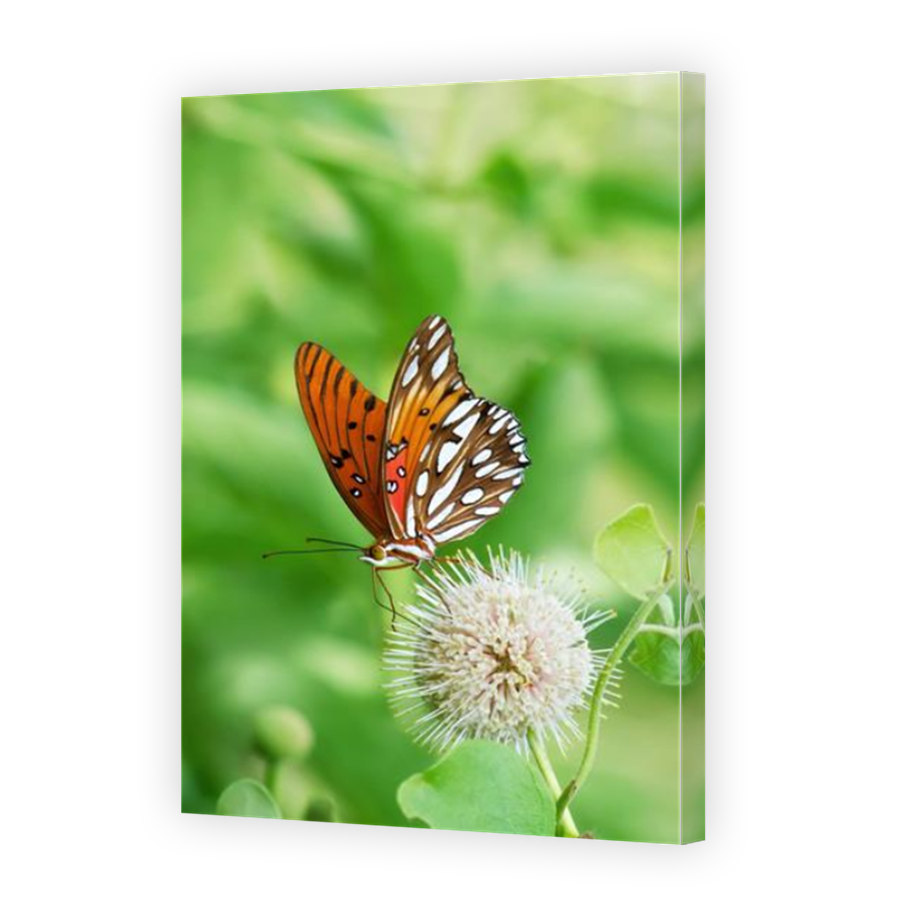 Thumbnail for Canvas - Mirror Image Canvas Wrap