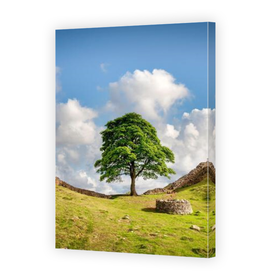 Thumbnail for Canvas - Mirror Image Canvas Wrap