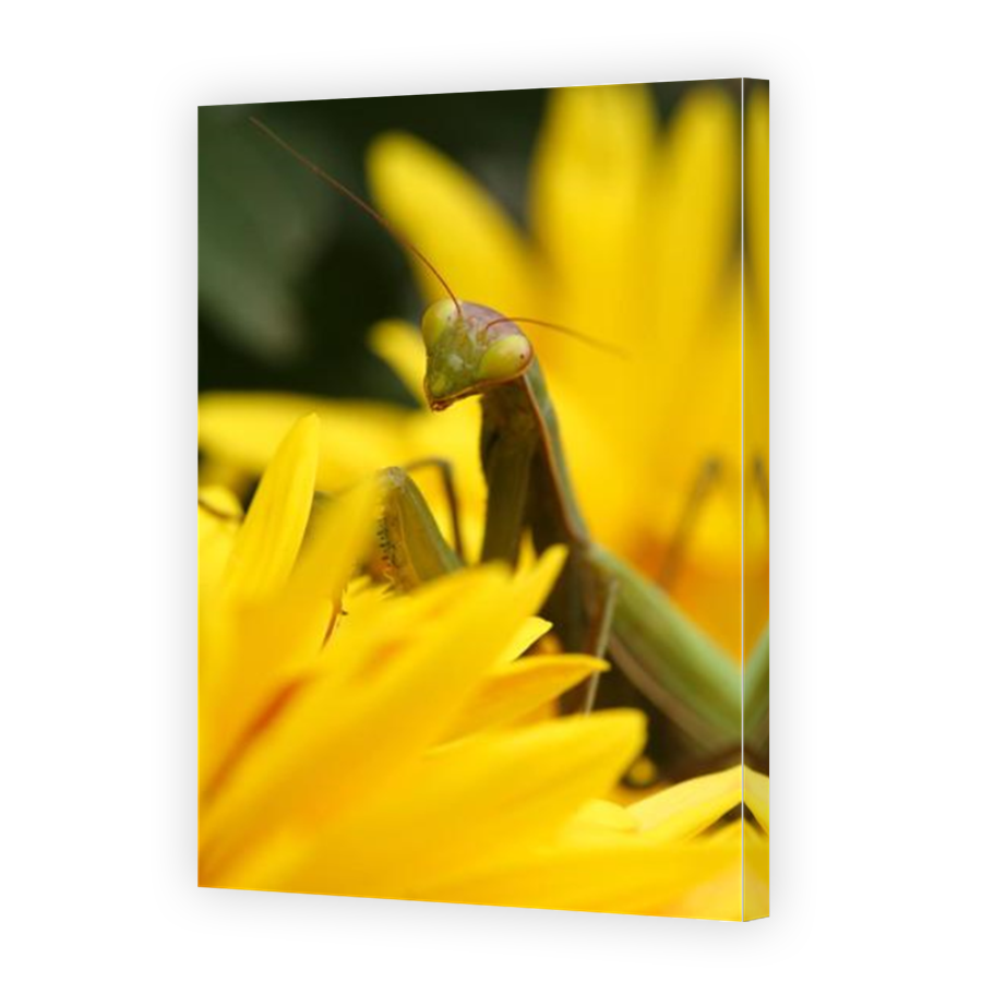 Thumbnail for Canvas - Mirror Image Canvas Wrap