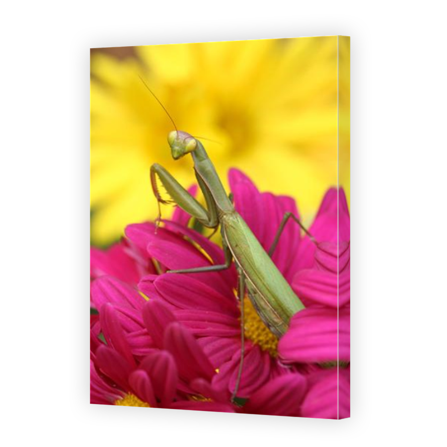 Thumbnail for Canvas - Mirror Image Canvas Wrap