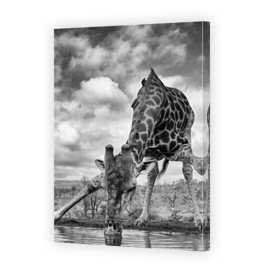 Thumbnail for Canvas - Mirror Image Canvas Wrap