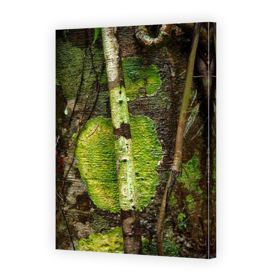 Thumbnail for Canvas - Mirror Image Canvas Wrap