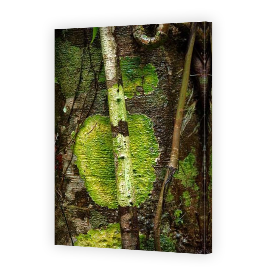 Thumbnail for Canvas - Mirror Image Canvas Wrap