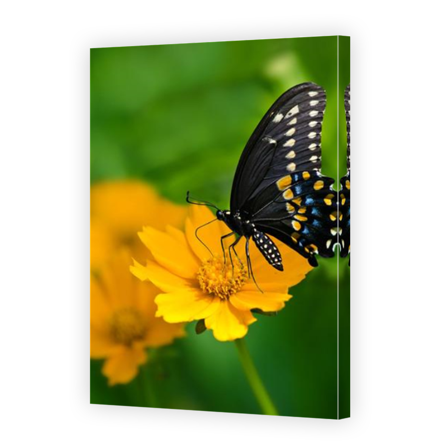 Thumbnail for Canvas - Mirror Image Canvas Wrap