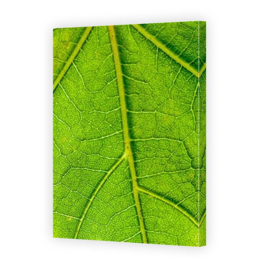 Thumbnail for Canvas - Mirror Image Canvas Wrap