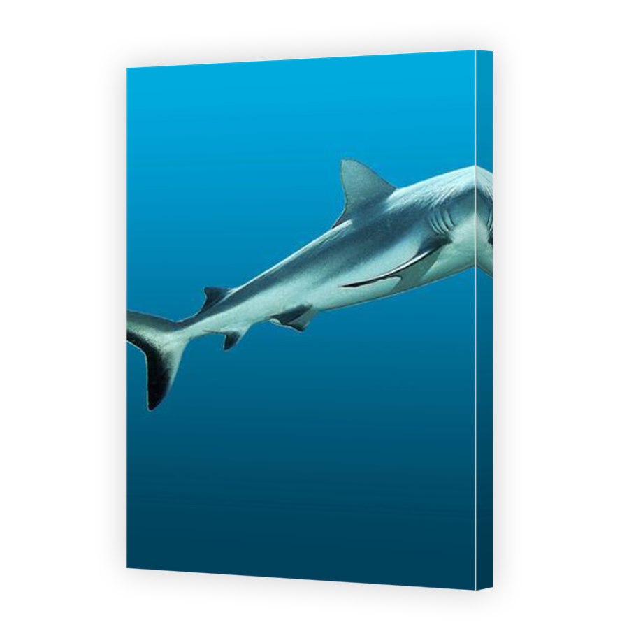 Thumbnail for Canvas - Mirror Image Canvas Wrap