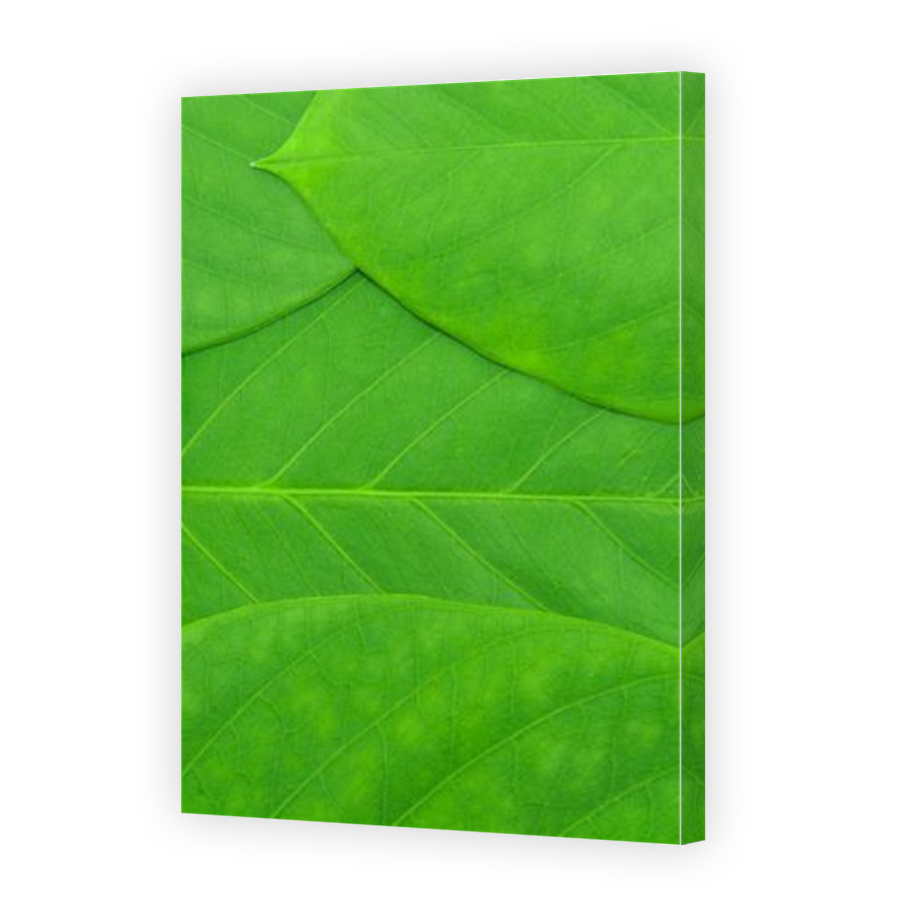 Thumbnail for Canvas - Mirror Image Canvas Wrap