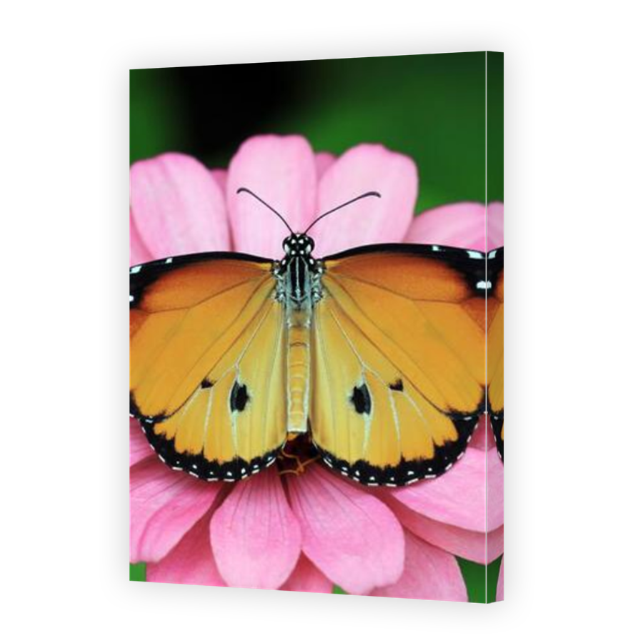 Thumbnail for Canvas - Mirror Image Canvas Wrap