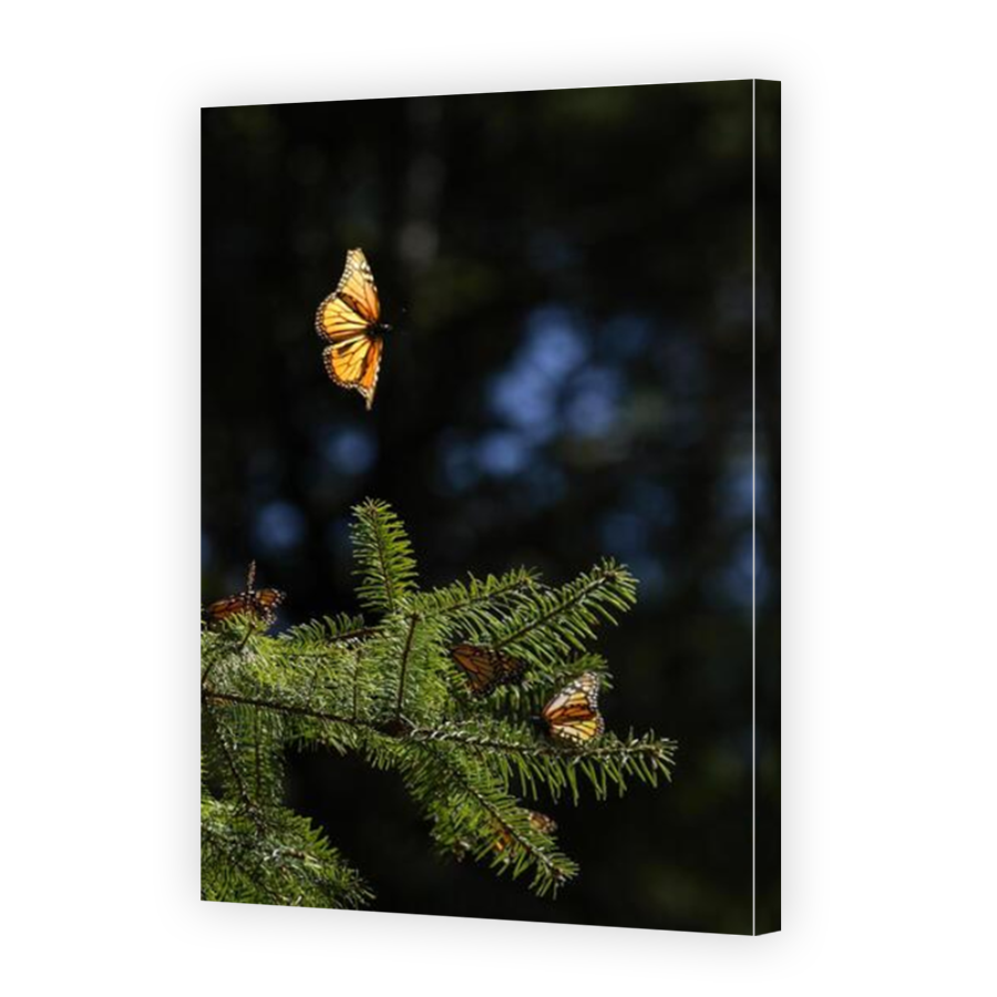 Thumbnail for Canvas - Mirror Image Canvas Wrap
