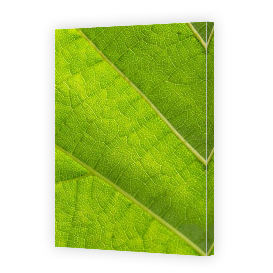 Thumbnail for Canvas - Mirror Image Canvas Wrap