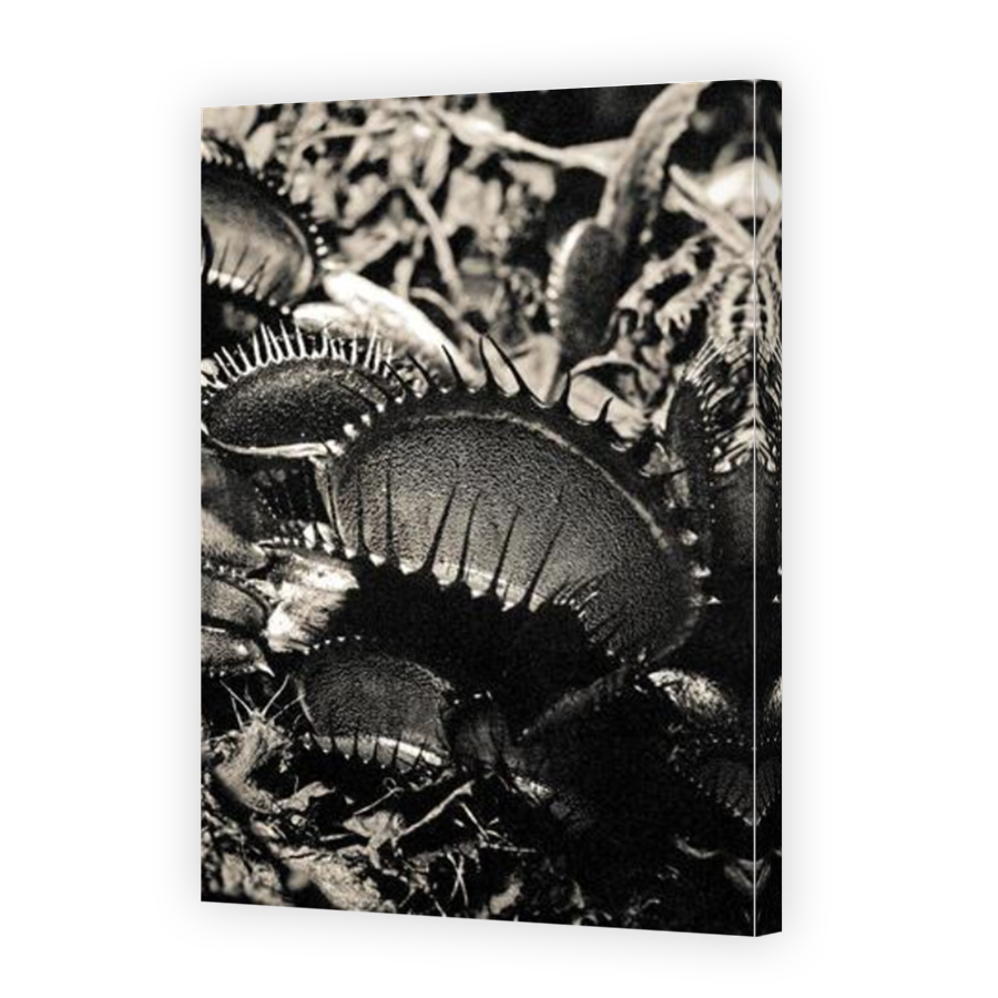 Thumbnail for Canvas - Mirror Image Canvas Wrap