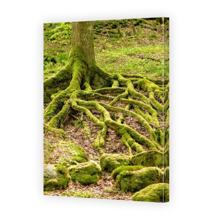 Thumbnail for Canvas - Mirror Image Canvas Wrap