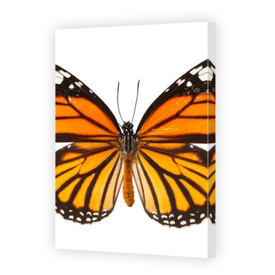Thumbnail for Canvas - Mirror Image Canvas Wrap
