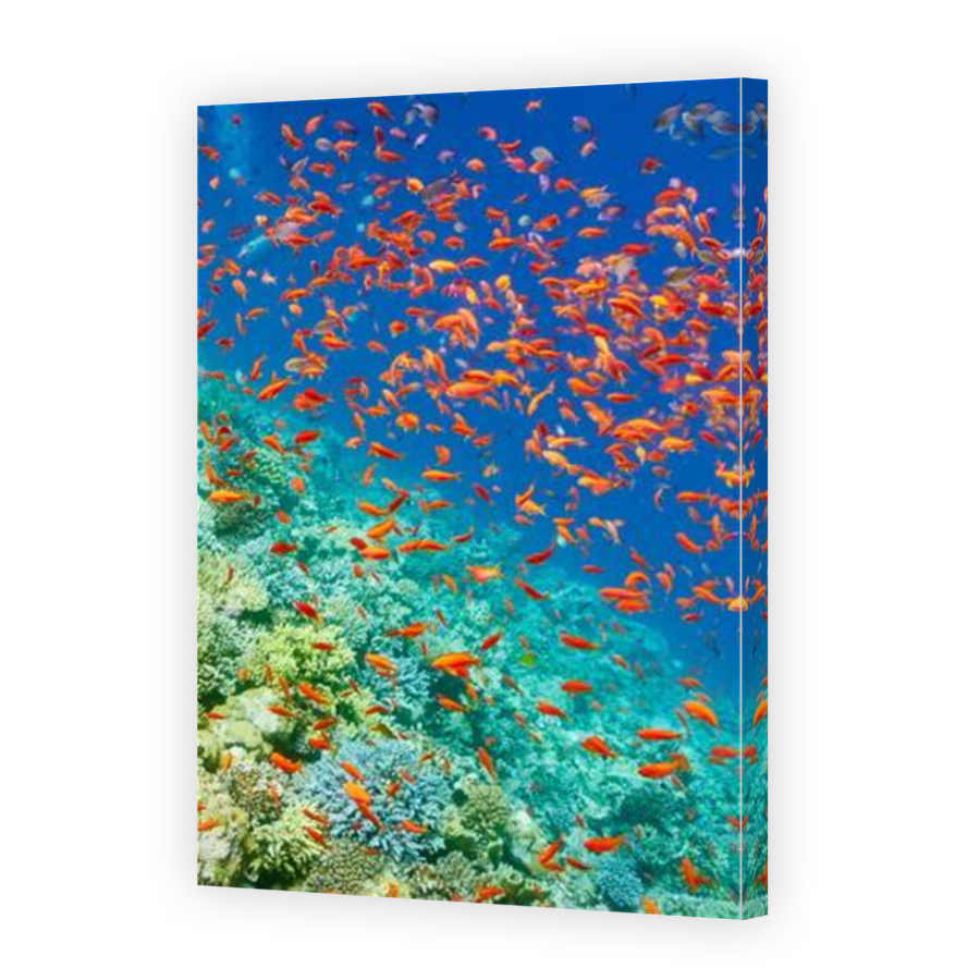 Thumbnail for Canvas - Mirror Image Canvas Wrap