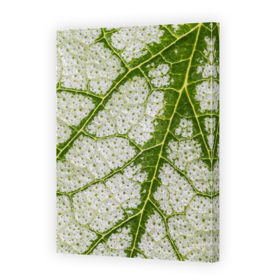Thumbnail for Canvas - Mirror Image Canvas Wrap