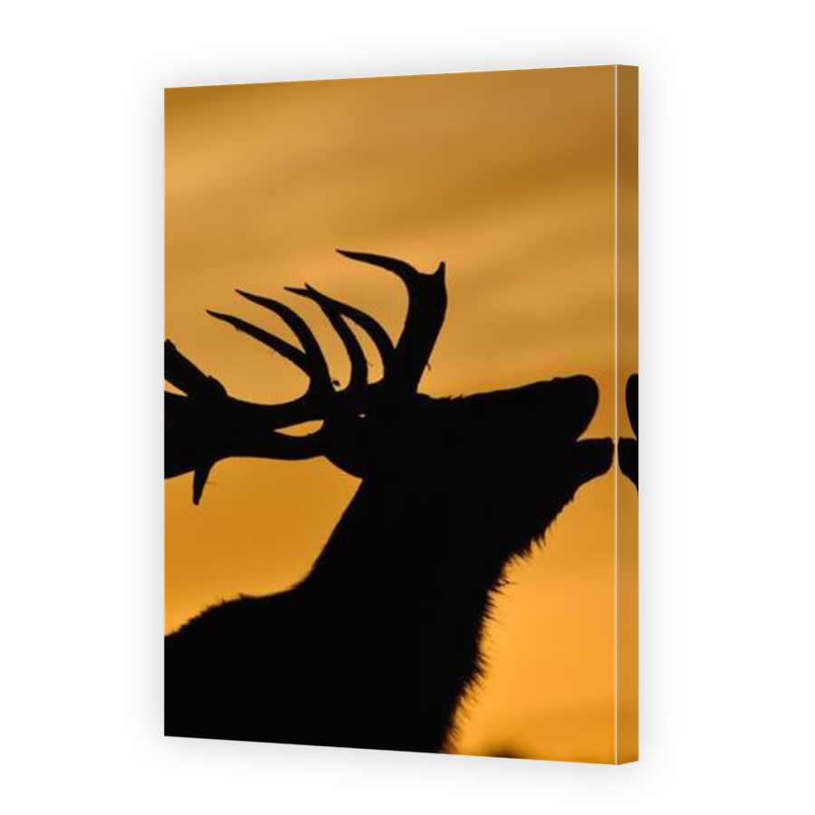 Thumbnail for Canvas - Mirror Image Canvas Wrap