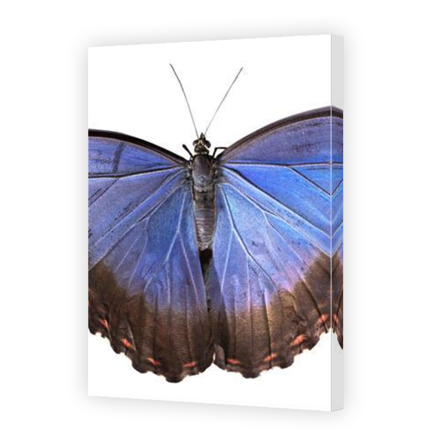 Thumbnail for Canvas - Mirror Image Canvas Wrap