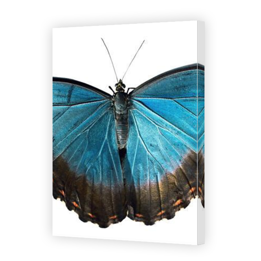 Thumbnail for Canvas - Mirror Image Canvas Wrap
