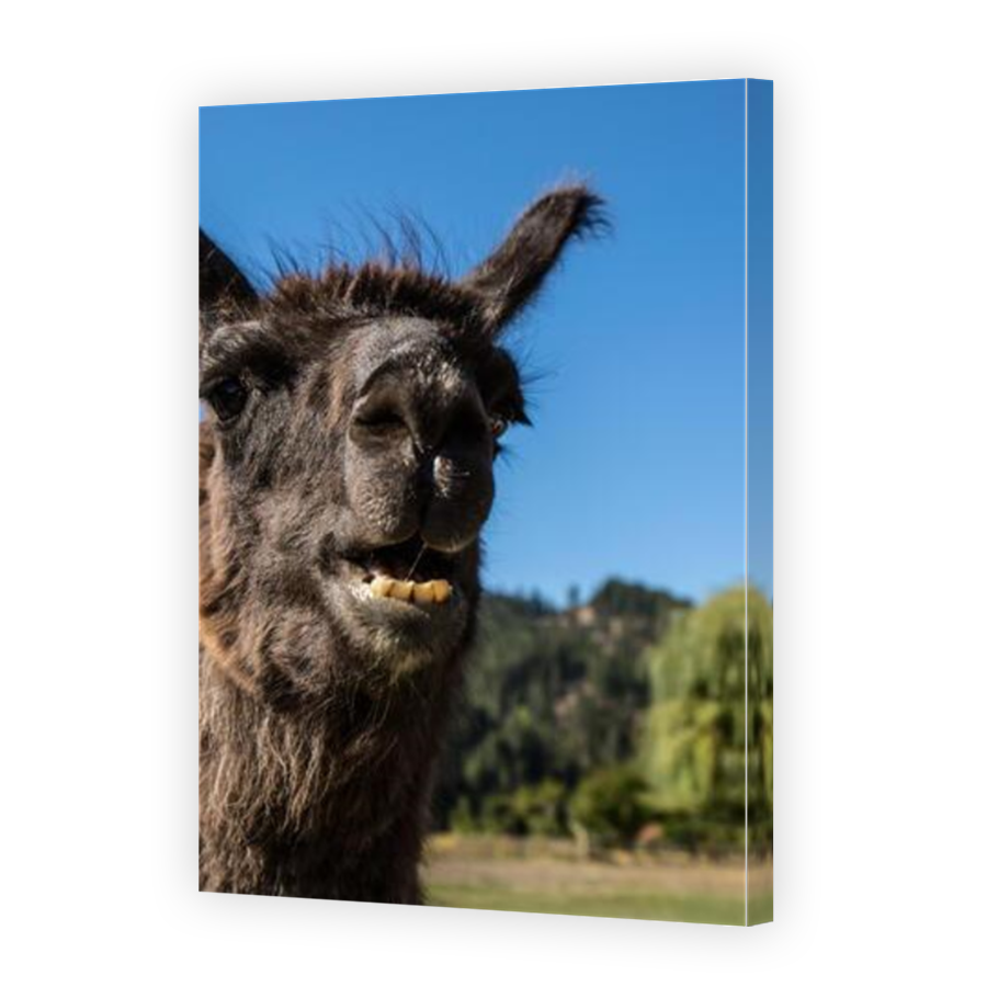 Thumbnail for Canvas - Mirror Image Canvas Wrap
