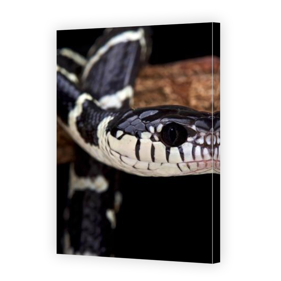 Thumbnail for Canvas - Mirror Image Canvas Wrap