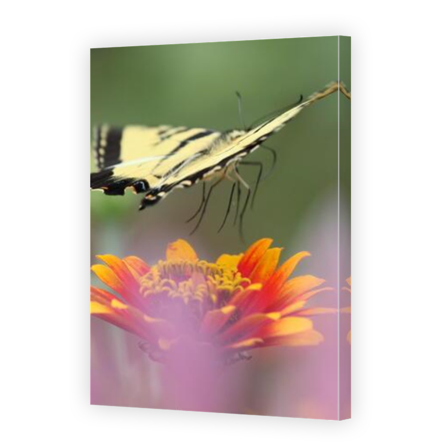 Thumbnail for Canvas - Mirror Image Canvas Wrap