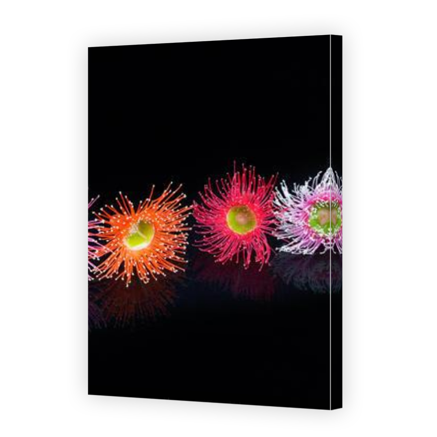 Thumbnail for Canvas - Mirror Image Canvas Wrap