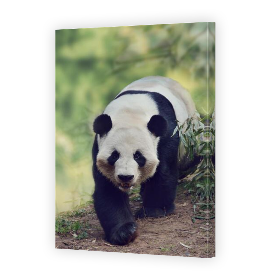 Thumbnail for Canvas - Mirror Image Canvas Wrap