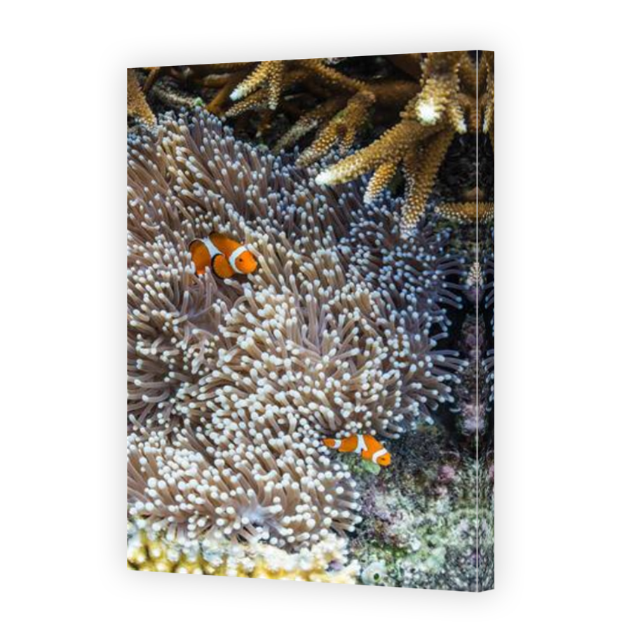 Thumbnail for Canvas - Mirror Image Canvas Wrap