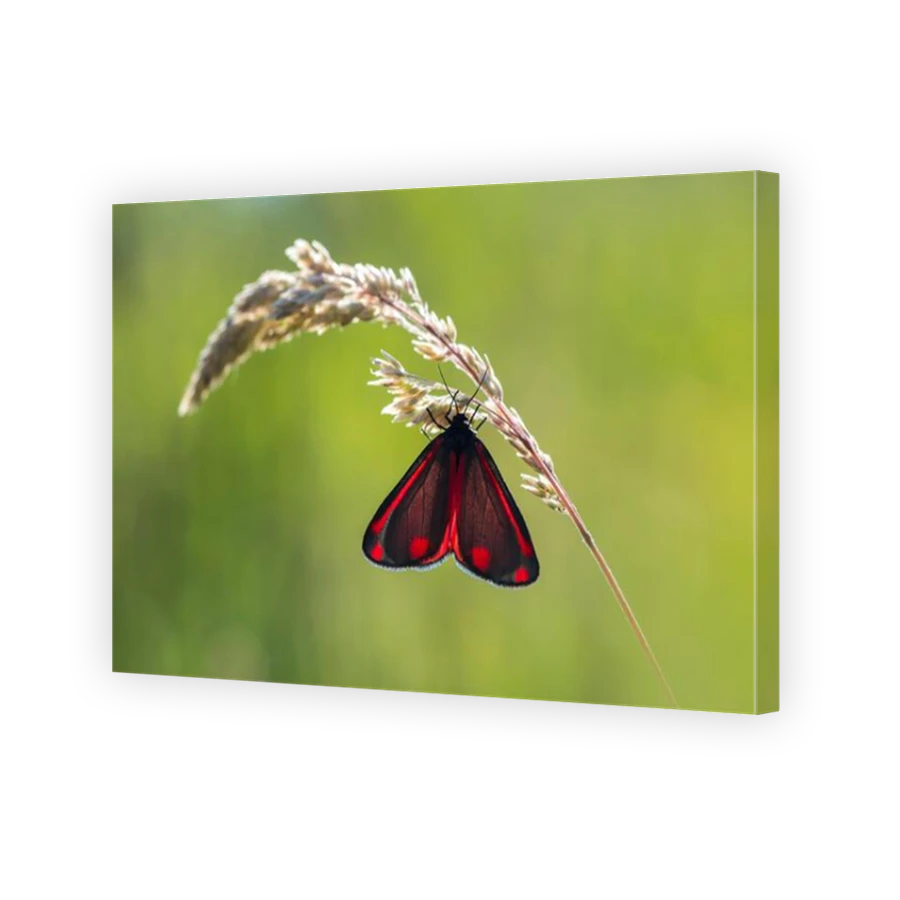 Thumbnail for Canvas - Mirror Image Canvas Wrap