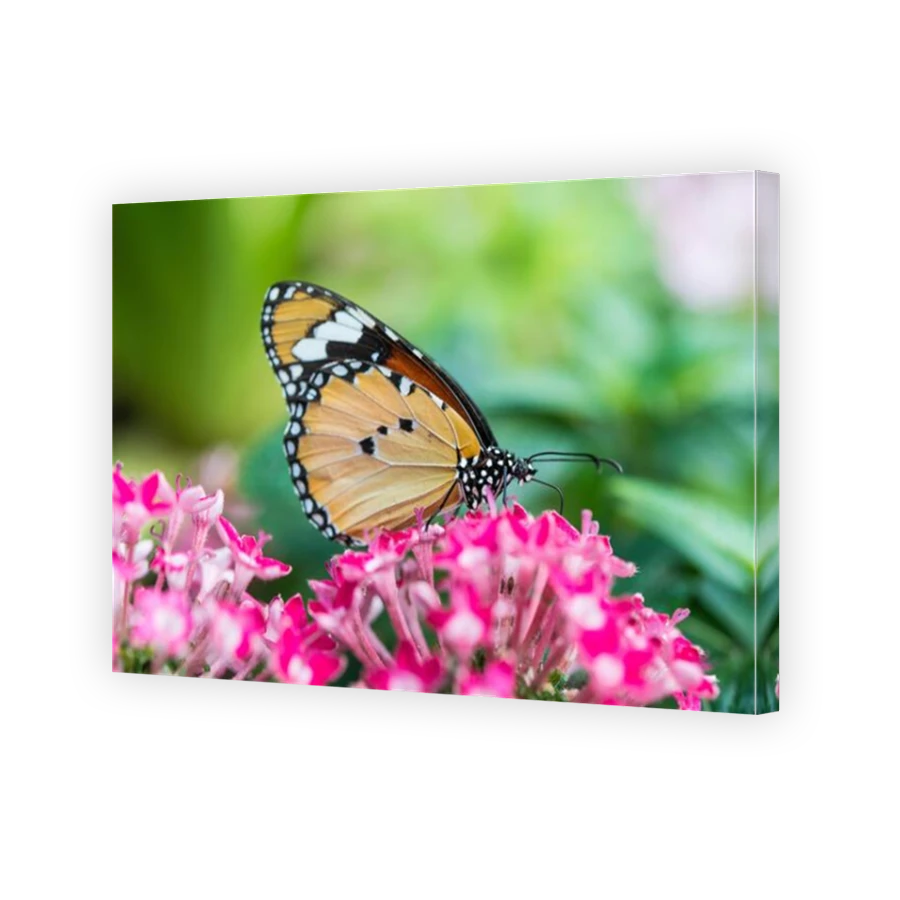 Thumbnail for Canvas - Mirror Image Canvas Wrap