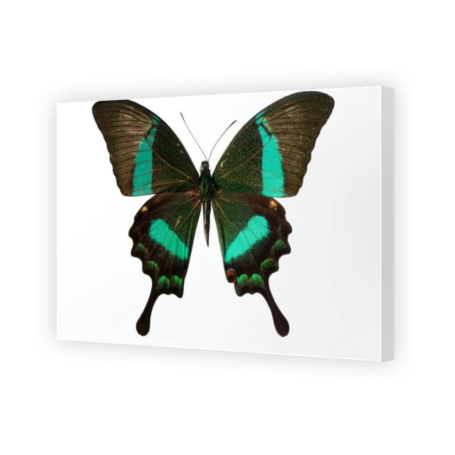 Thumbnail for Canvas - Mirror Image Canvas Wrap