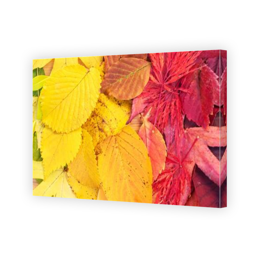 Thumbnail for Canvas - Mirror Image Canvas Wrap