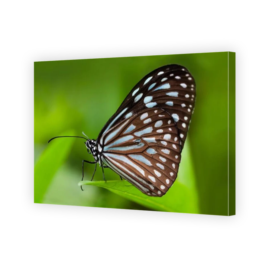 Thumbnail for Canvas - Mirror Image Canvas Wrap