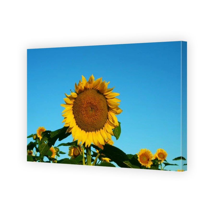 Thumbnail for Canvas - Mirror Image Canvas Wrap