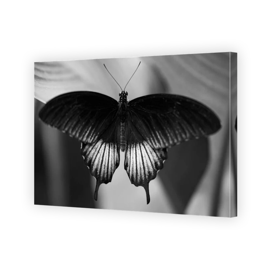 Thumbnail for Canvas - Mirror Image Canvas Wrap