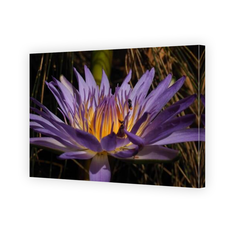 Thumbnail for Canvas - Mirror Image Canvas Wrap