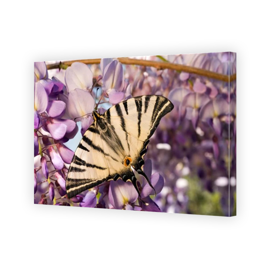 Thumbnail for Canvas - Mirror Image Canvas Wrap