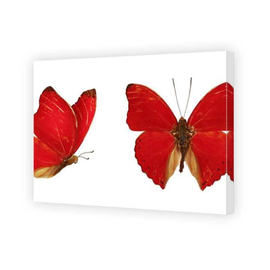 Thumbnail for Canvas - Mirror Image Canvas Wrap