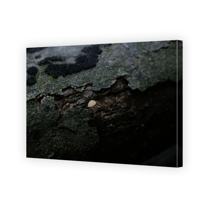 Thumbnail for Canvas - Mirror Image Canvas Wrap
